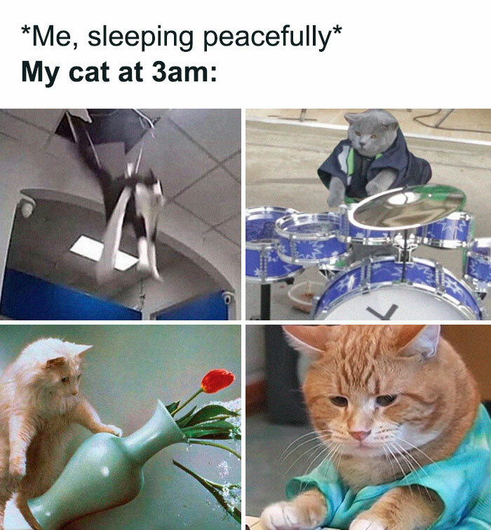 30 Awesome Cat Memes To Look At 