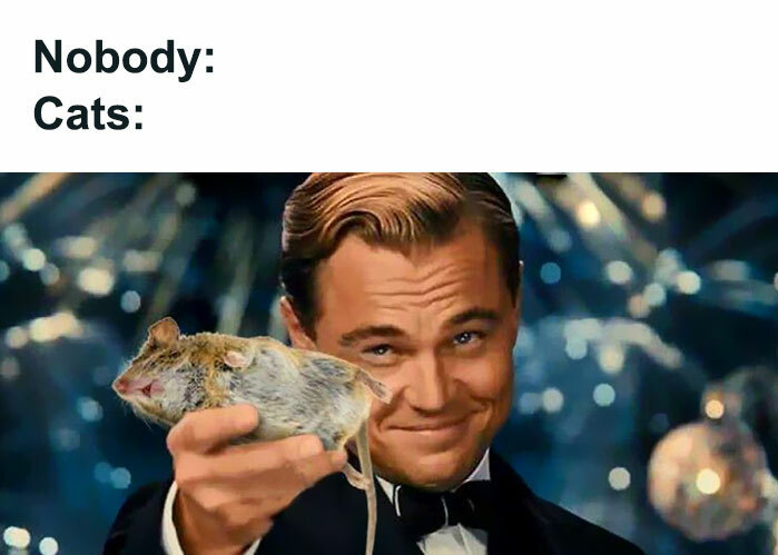 30 Awesome Cat Memes To Look At 