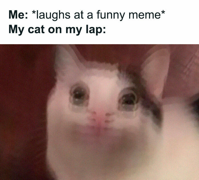 30 Awesome Cat Memes To Look At 