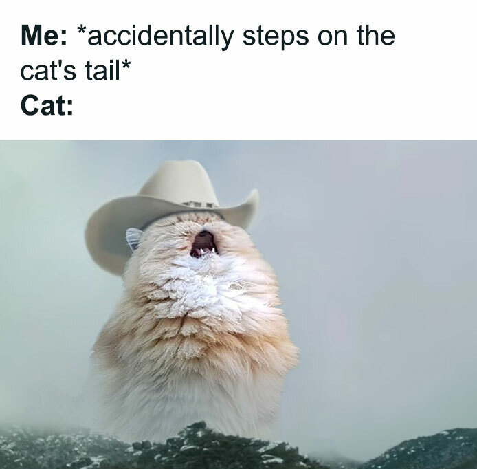 30 Awesome Cat Memes To Look At 