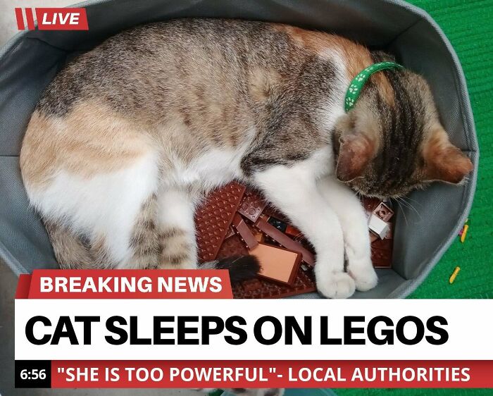 30 Awesome Cat Memes To Look At 