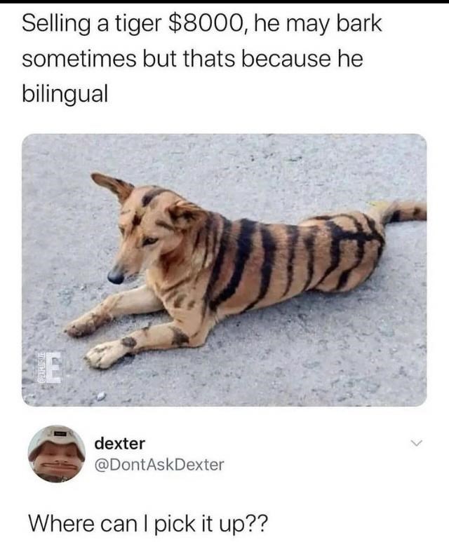 30 Awesomely Cute Dog Memes Just Incase You're Having A Bad Day 