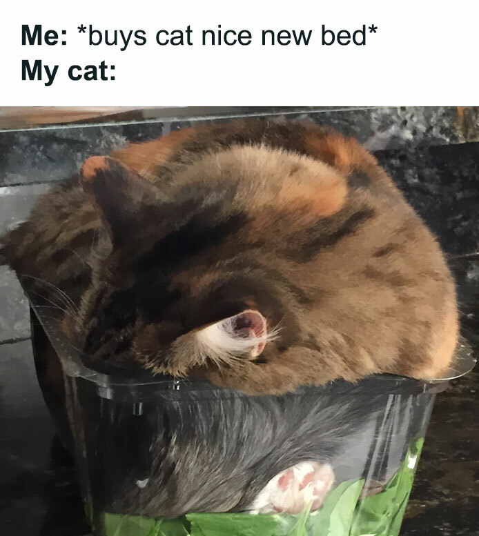 30 Awesome Cat Memes To Look At 