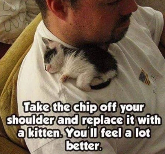 30 Awesome Cat Memes To Look At 