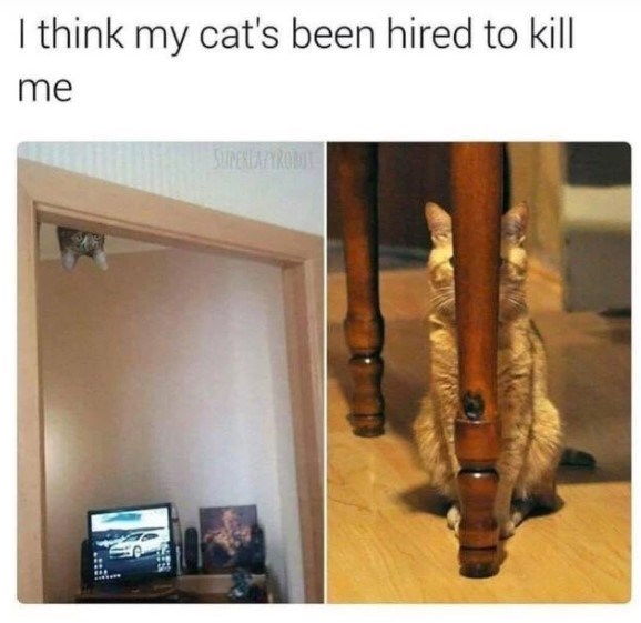 30 Awesome Cat Memes To Look At 