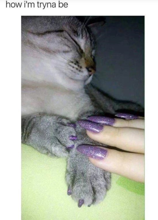 30 Awesome Cat Memes To Look At 
