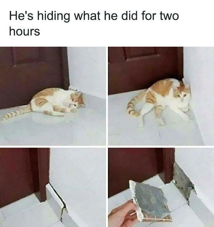 30 Awesome Cat Memes To Look At 