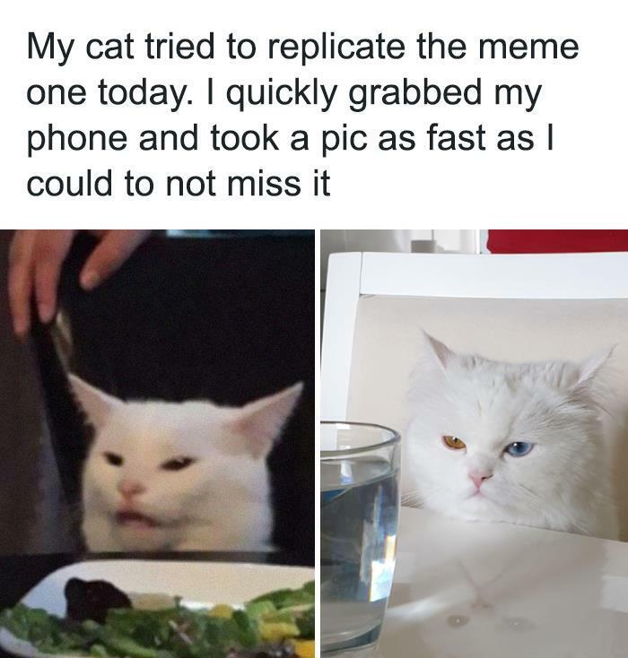 30 Awesome Cat Memes To Look At 