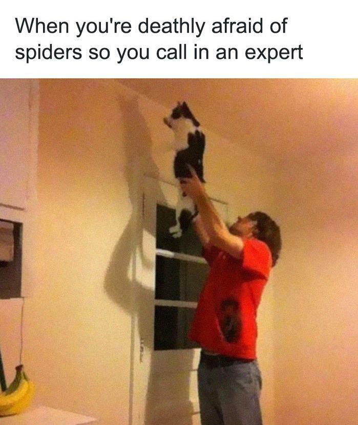 30 Awesome Cat Memes To Look At 