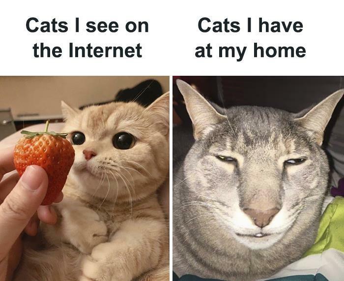 30 Awesome Cat Memes To Look At 