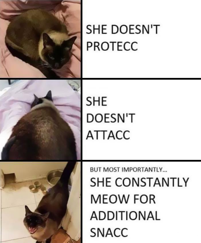 30 Awesome Cat Memes To Look At 