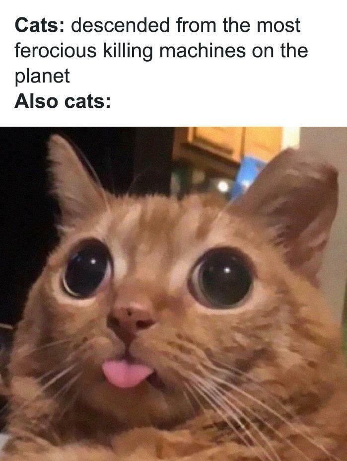 30 Awesome Cat Memes To Look At 