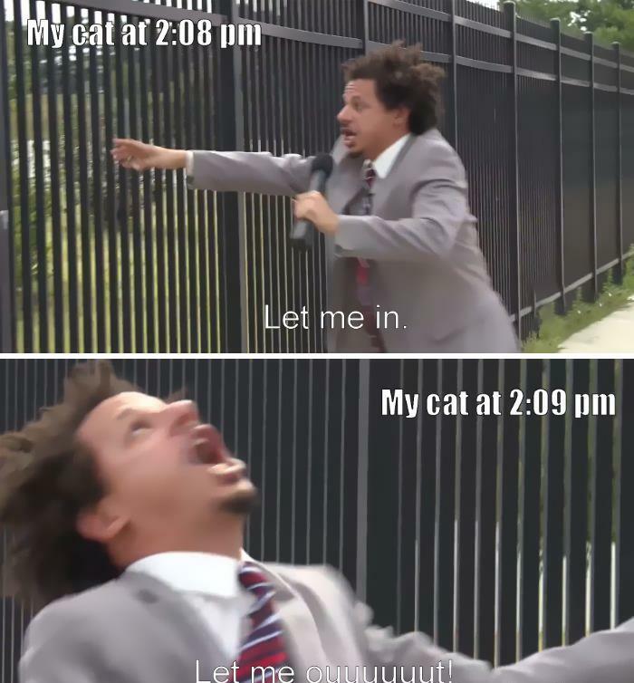 30 Awesome Cat Memes To Look At 