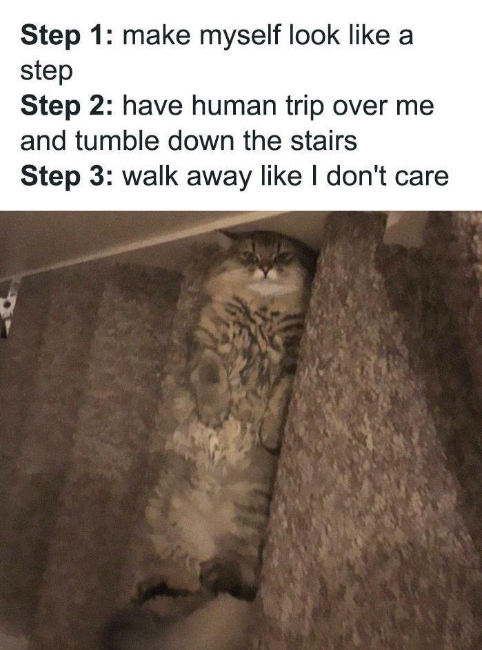 30 Awesome Cat Memes To Look At 