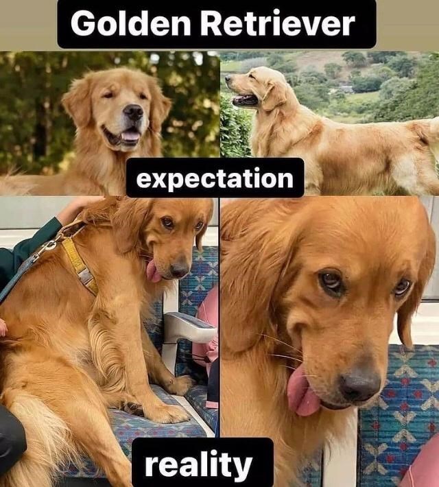 30 Awesomely Cute Dog Memes Just Incase You're Having A Bad Day 