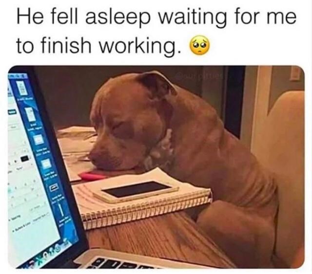 30 Awesomely Cute Dog Memes Just Incase You're Having A Bad Day 