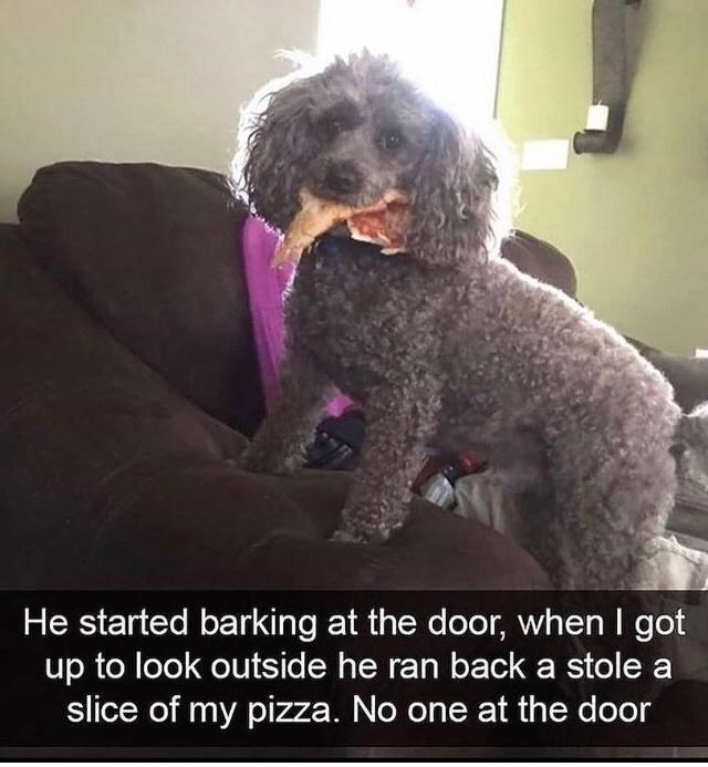 30 Awesomely Cute Dog Memes Just Incase You're Having A Bad Day 