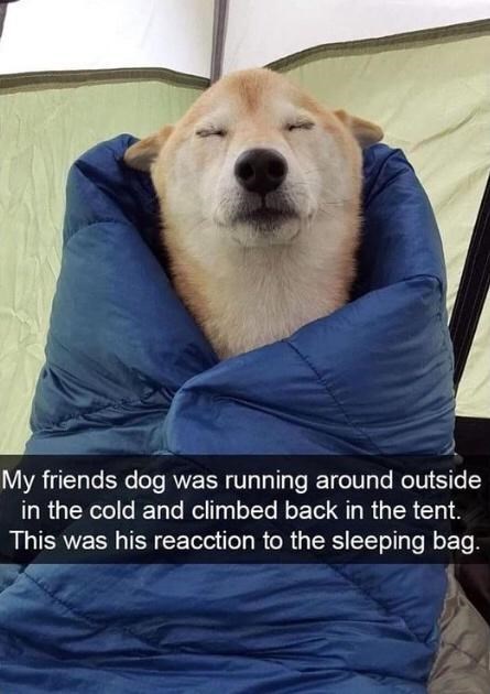 30 Awesomely Cute Dog Memes Just Incase You're Having A Bad Day 