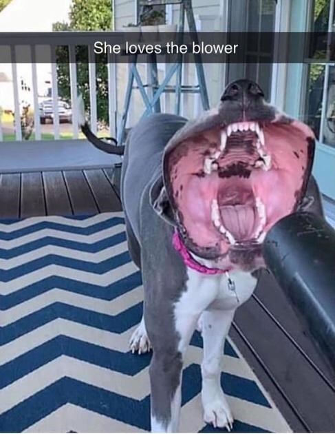 30 Awesomely Cute Dog Memes Just Incase You're Having A Bad Day 