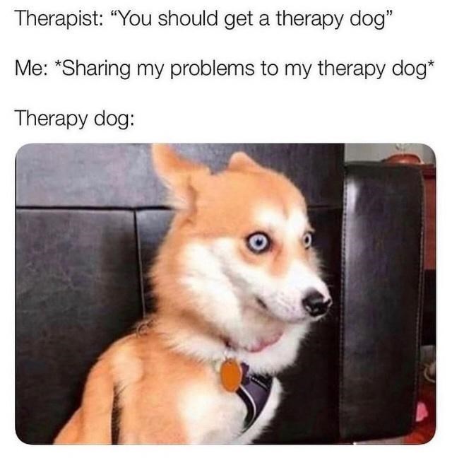 30 Awesomely Cute Dog Memes Just Incase You're Having A Bad Day 