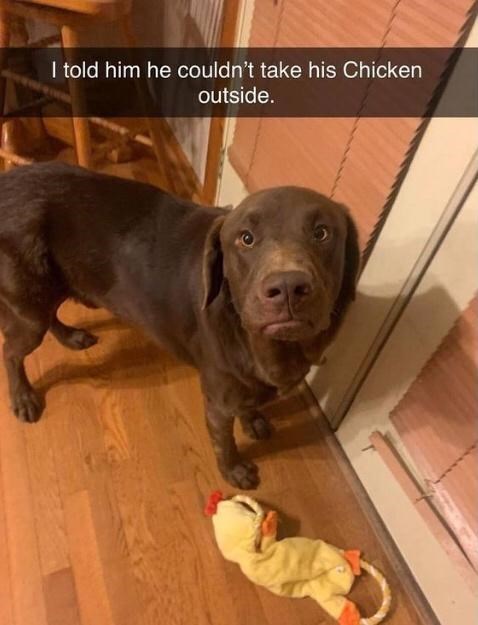 30 Awesomely Cute Dog Memes Just Incase You're Having A Bad Day 