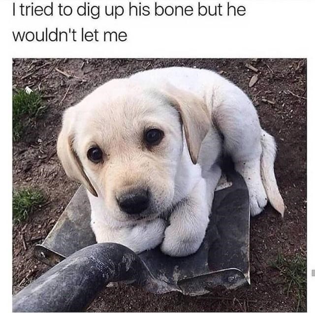 30 Awesomely Cute Dog Memes Just Incase You're Having A Bad Day 