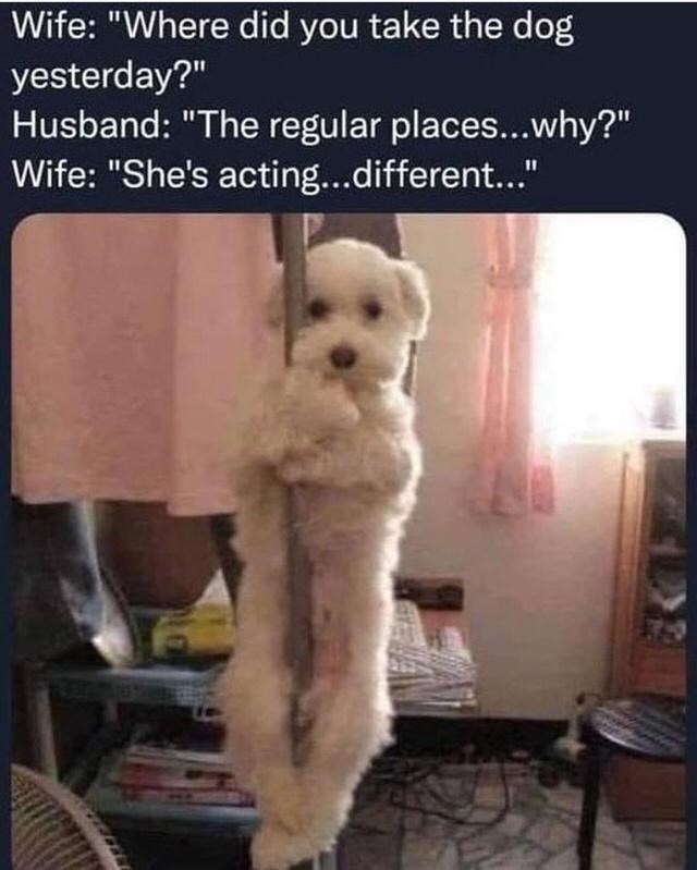 30 Awesomely Cute Dog Memes Just Incase You're Having A Bad Day 