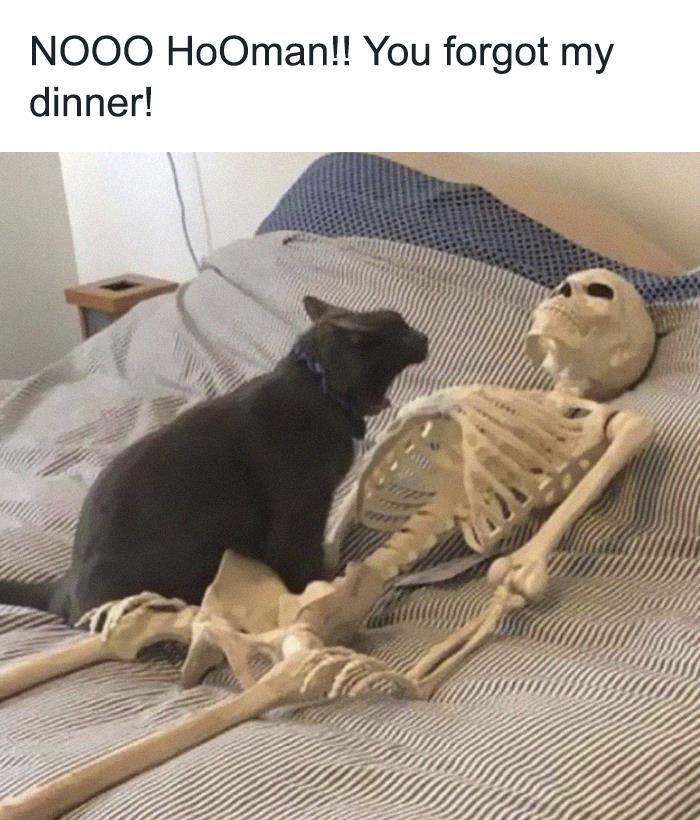 30 Awesome Cat Memes To Look At 