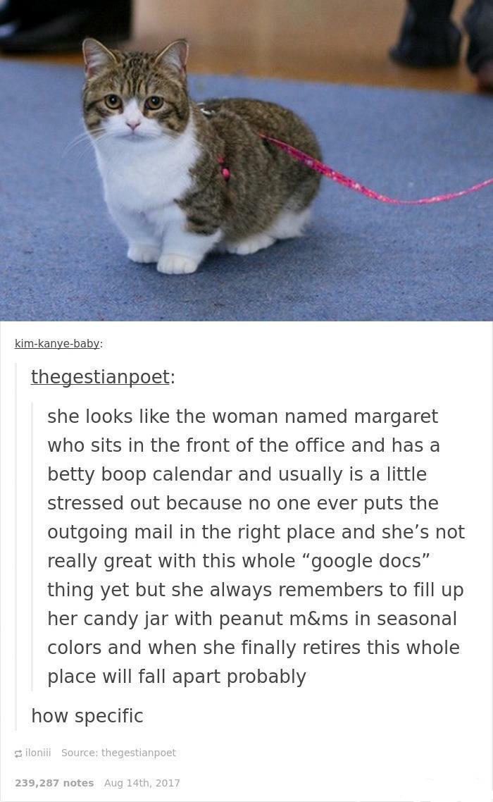 30 Awesome Cat Memes To Look At 
