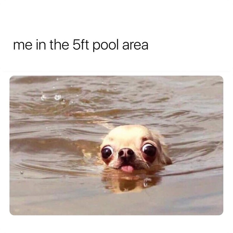 30 Awesomely Cute Dog Memes Just Incase You're Having A Bad Day 