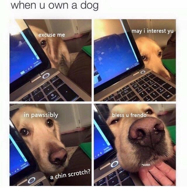 30 Awesomely Cute Dog Memes Just Incase You're Having A Bad Day 