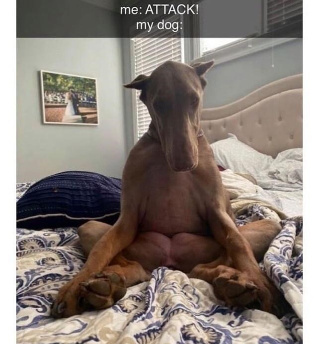 30 Awesomely Cute Dog Memes Just Incase You're Having A Bad Day 