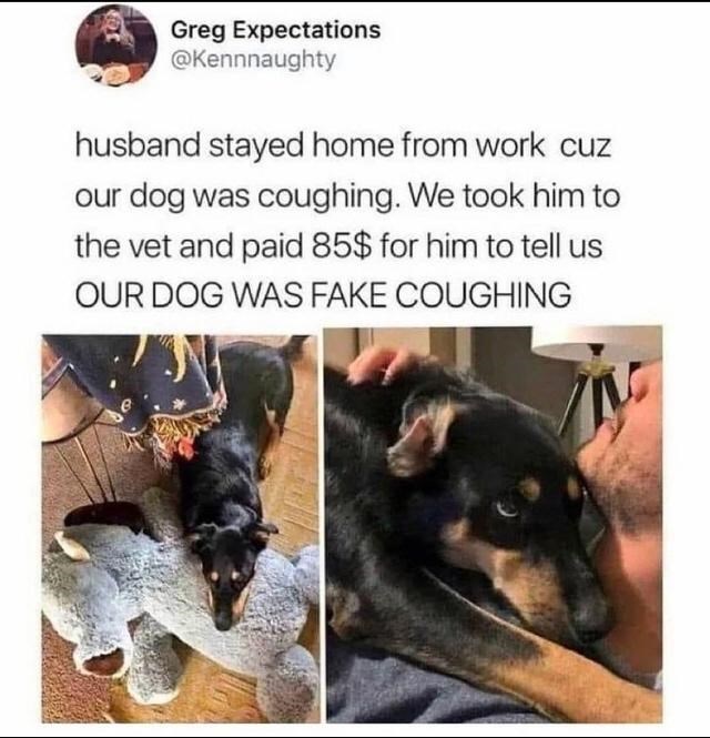 30 Awesomely Cute Dog Memes Just Incase You're Having A Bad Day 
