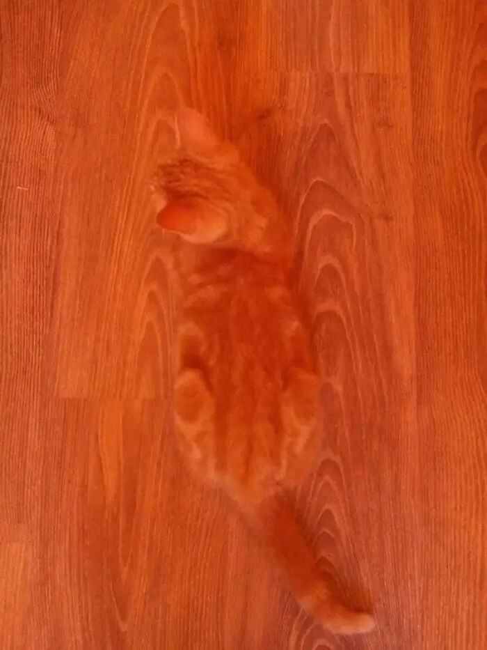 30 Extreme Examples Of Why Cats Are Ninjas