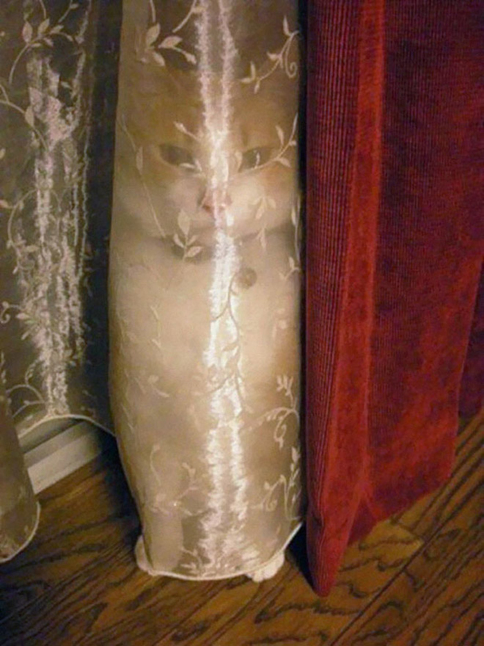 30 Extreme Examples Of Why Cats Are Ninjas