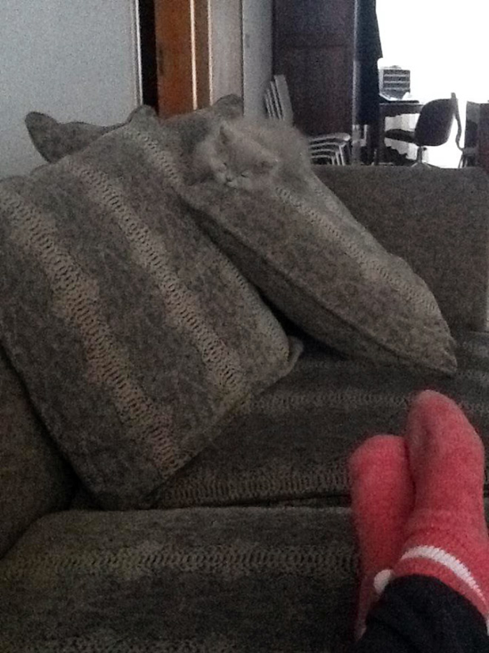 30 Extreme Examples Of Why Cats Are Ninjas