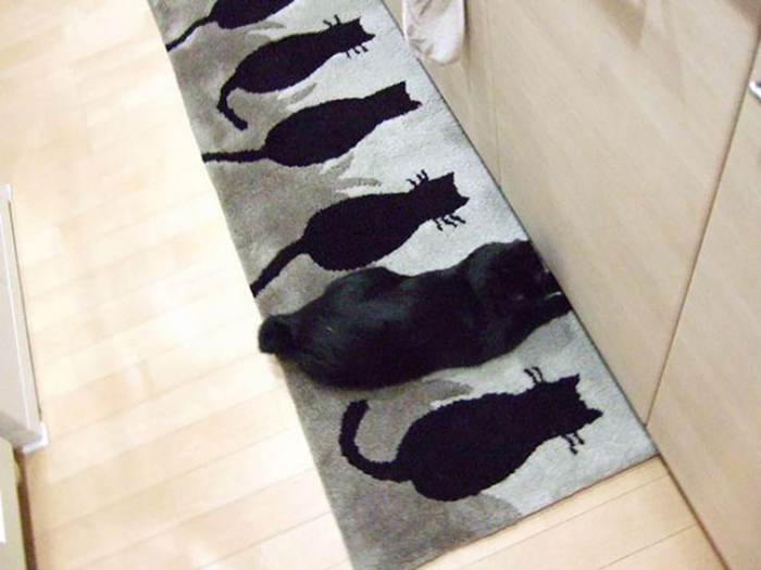 30 Extreme Examples Of Why Cats Are Ninjas