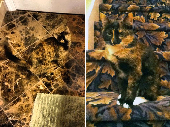 30 Extreme Examples Of Why Cats Are Ninjas