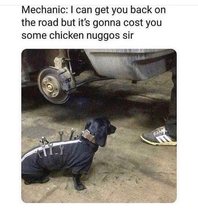 30 Awesomely Cute Dog Memes Just Incase You're Having A Bad Day 