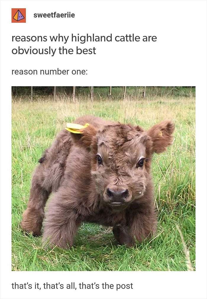 30 Heartwarming Wholesome Memes You Will Absolutely Love