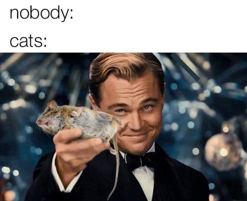20 Dumb Cat Memes That Are So Funny You Can't Resist Laughing 