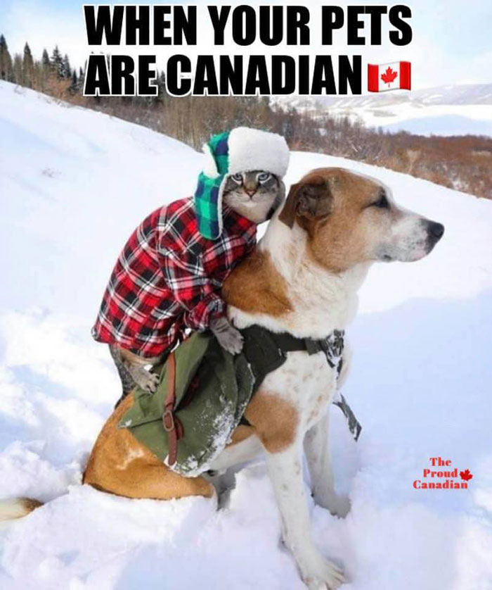30 Dazzling Canadian Memes That Are So Funny And Accurate 