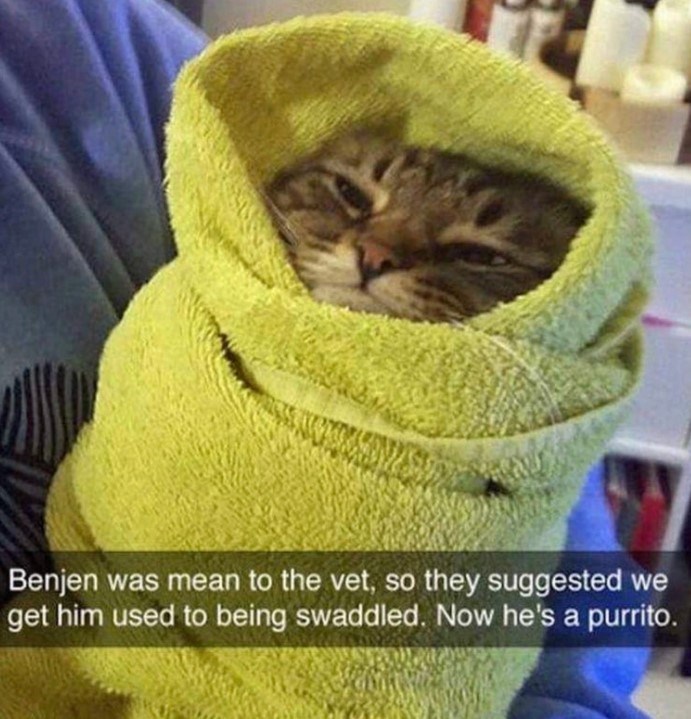 20 Dumb Cat Memes That Are So Funny You Can't Resist Laughing 