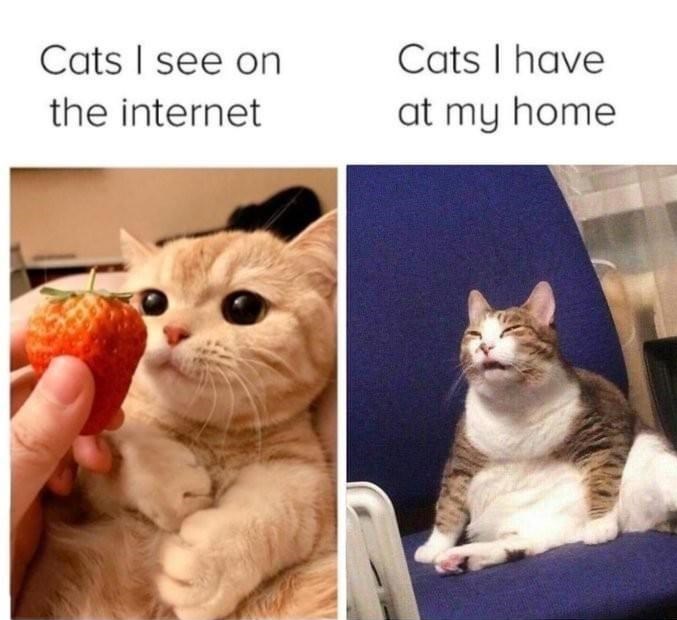 20 Dumb Cat Memes That Are So Funny You Can't Resist Laughing 