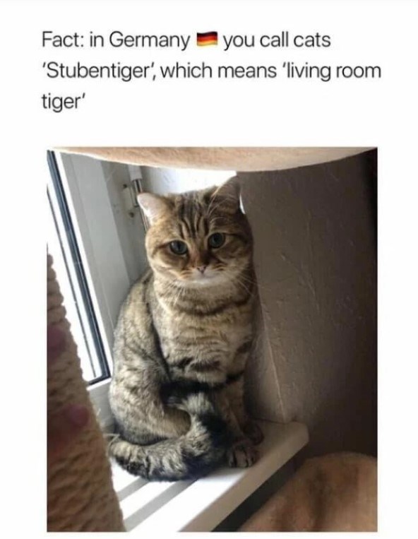 20 Dumb Cat Memes That Are So Funny You Can't Resist Laughing 
