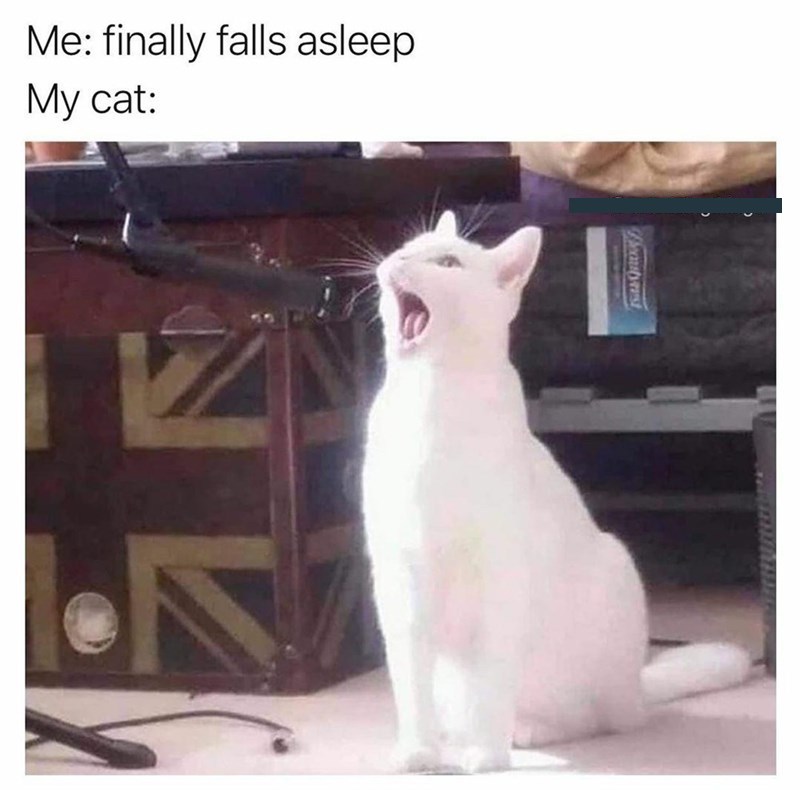 20 Dumb Cat Memes That Are So Funny You Can't Resist Laughing 