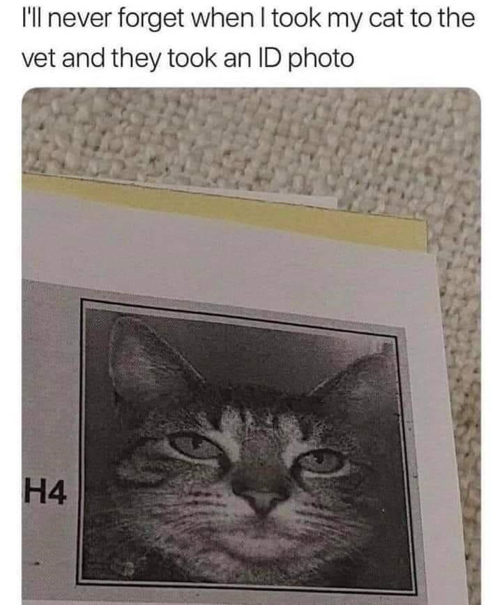 20 Dumb Cat Memes That Are So Funny You Can't Resist Laughing 
