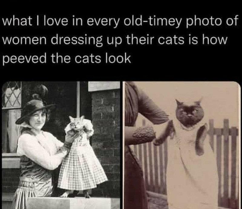 20 Dumb Cat Memes That Are So Funny You Can't Resist Laughing 