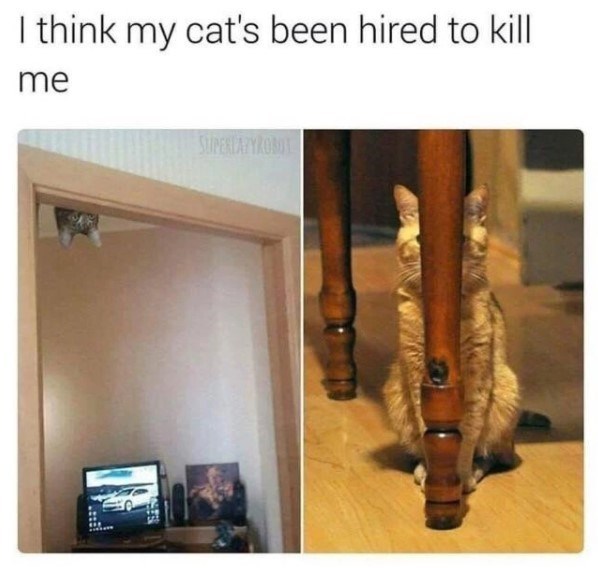 20 Dumb Cat Memes That Are So Funny You Can't Resist Laughing 