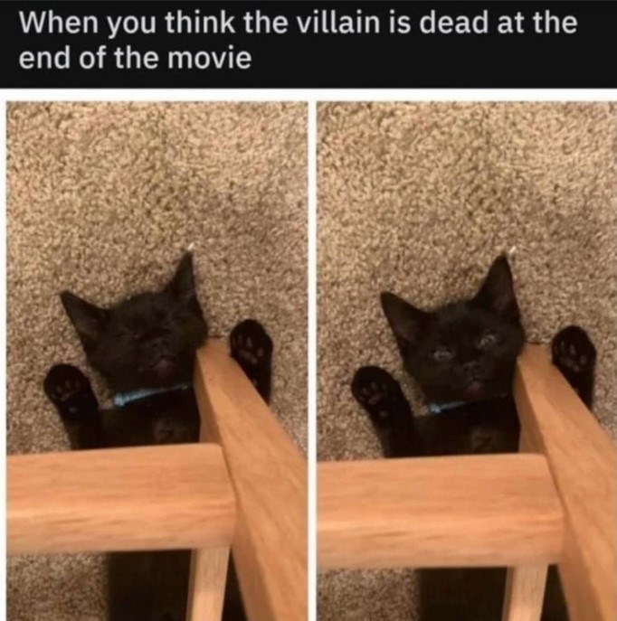 20 Dumb Cat Memes That Are So Funny You Can't Resist Laughing 